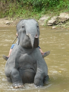 Thailand - Chiang mai- elephants feeding in Elephant nature park 