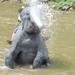 Thailand - Chiang mai- elephants feeding in Elephant nature park 