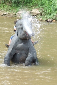 Thailand - Chiang mai- elephants feeding in Elephant nature park 