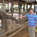 Thailand - Chiang mai- elephants feeding in Elephant nature park 