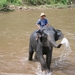 Thailand - Chiang mai- elephants feeding in Elephant nature park 