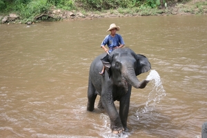 Thailand - Chiang mai- elephants feeding in Elephant nature park 