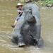 Thailand - Chiang mai- elephants feeding in Elephant nature park 