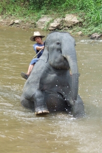 Thailand - Chiang mai- elephants feeding in Elephant nature park 