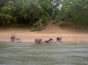 Thailand - Kanchanaburi  The River kwai jungle rafts mei 2009 (50