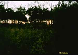 N Herfst '81 - 2