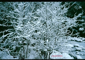 O Winter '81 - '82 - 16