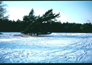 O winter '81 - '82 - 33