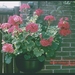 T Zomer '83 - 37