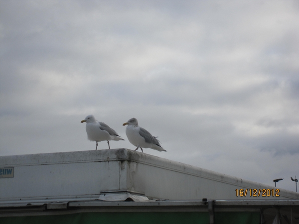 16-12-2012 wandelen Oostende 077