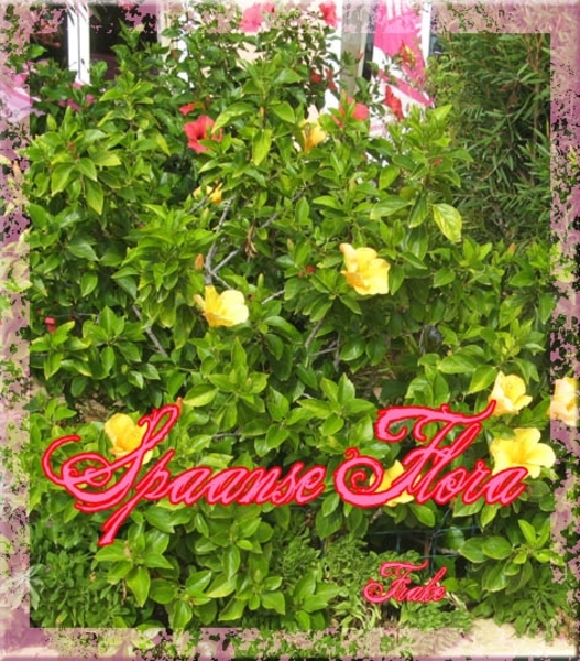 H 020 Randje van Jumbojet