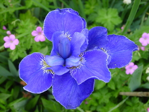 Bloemen juni 2010 001