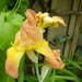 Bloemen juni 2010 003