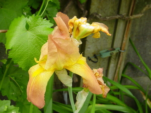 Bloemen juni 2010 003