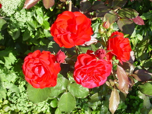 DSC00138