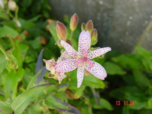 DSC01101