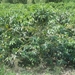 Colombia dag 11 (007)