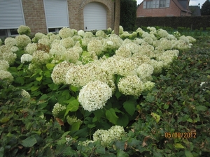 Zandhoven enz 5-8-2012 107