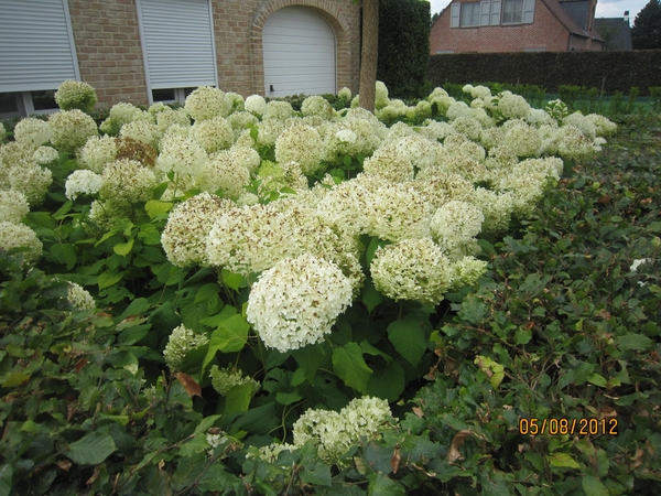 Zandhoven enz 5-8-2012 107