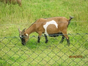 Zandhoven enz 5-8-2012 109