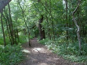 wandeling stropersbos010