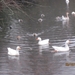23-12-2012 Schilde met Bosgeuzen 051
