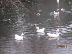23-12-2012 Schilde met Bosgeuzen 051