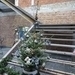 2012-12-23 Wichelen 005