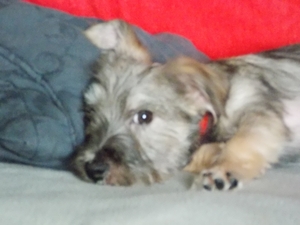 casper