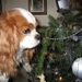 mijmerend bij de kerstboom