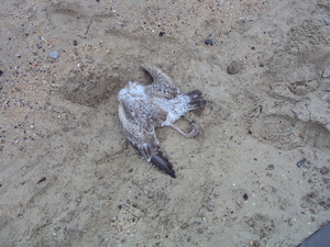 MIDDELKERKE 013