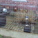 RENINGELST 005