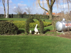 RENINGELST 022