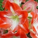 Amaryllis%20Clown1
