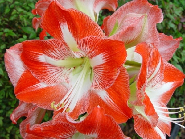 Amaryllis%20Clown1