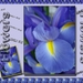 blauwe iris