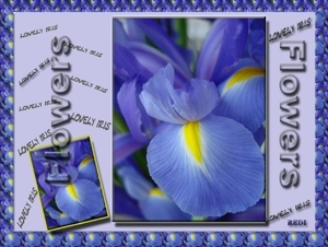 blauwe iris