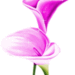 bloem