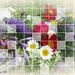 bloemen boeket
