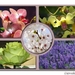 bloemenharmonie