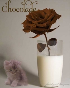 chocola met poes=