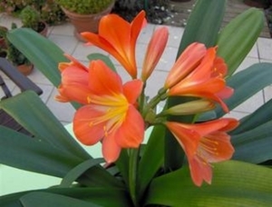 clivia in bloem
