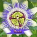 dank-bloem=