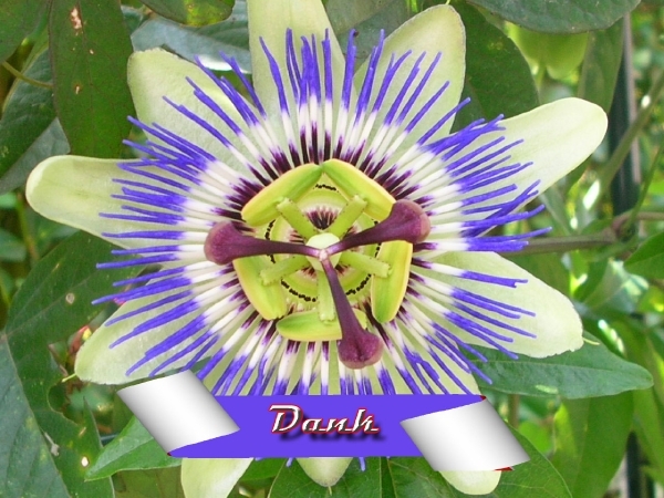 dank-bloem=