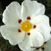 fijne bloem