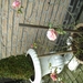 foto's van ons Nora 011
