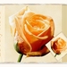 gele roos