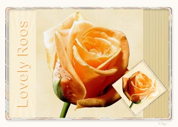 gele roos