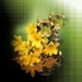 gele-bloemen-verjaardag !!