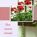 gerariums